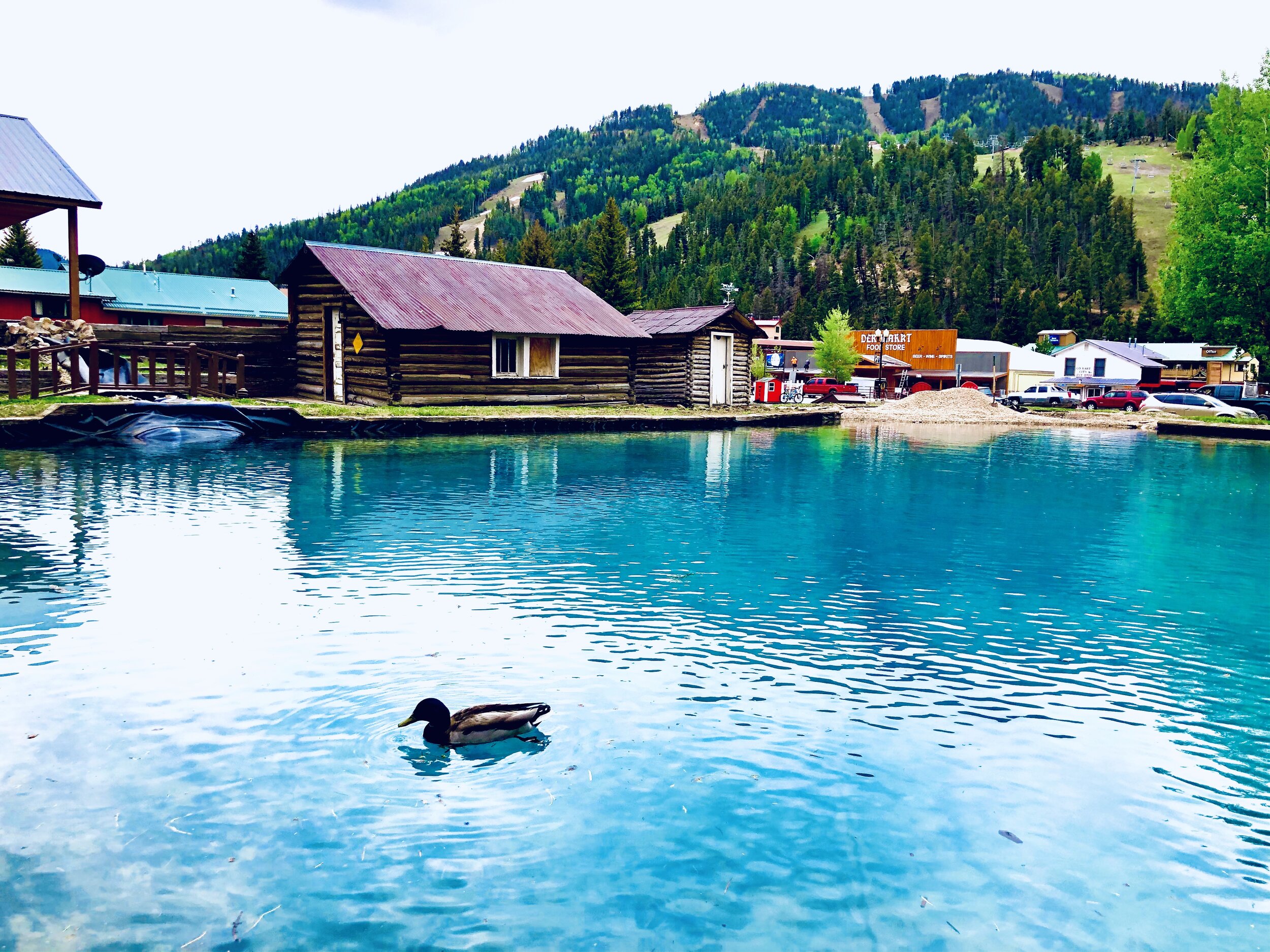 Pond with duck floating atop