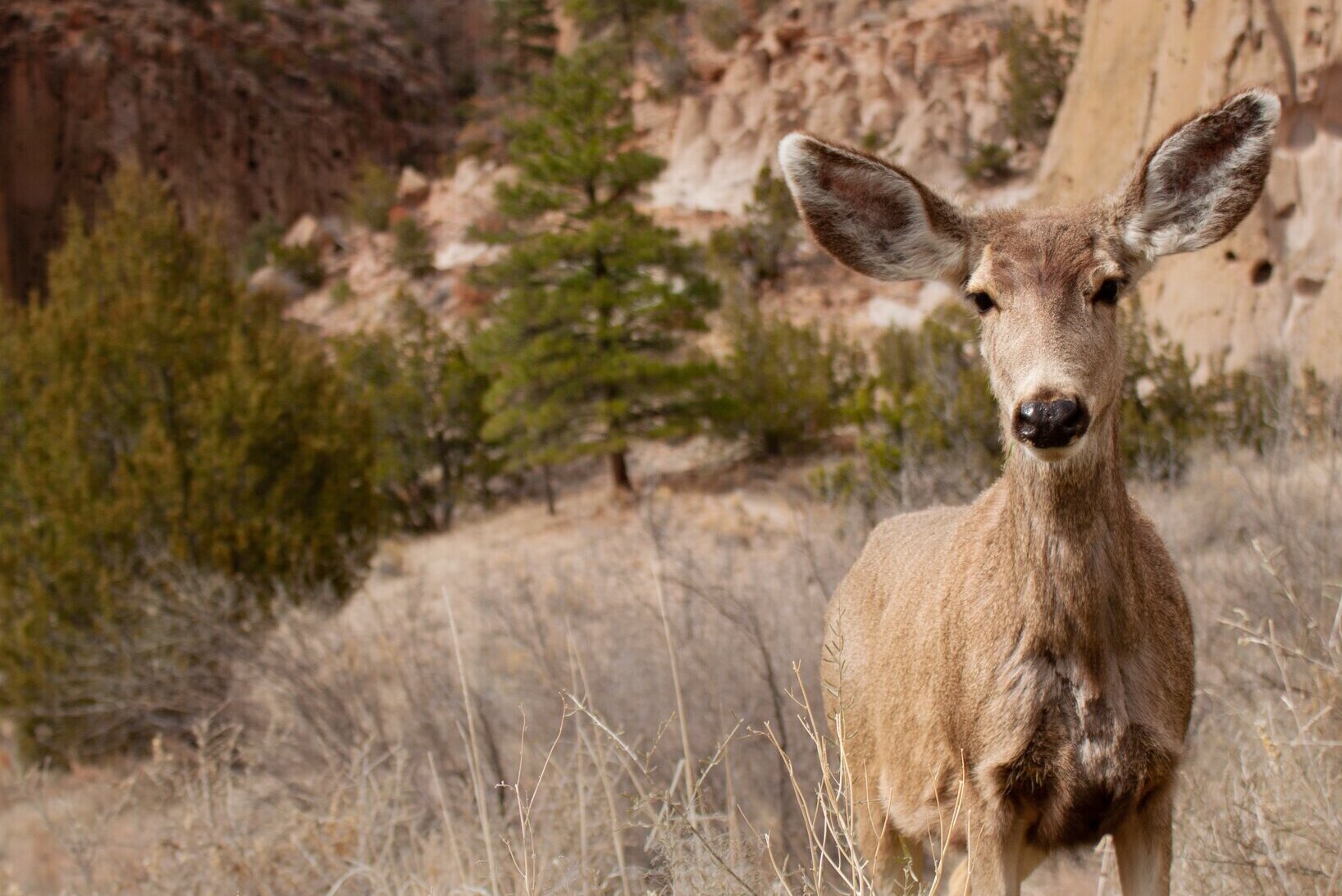 deer at monument